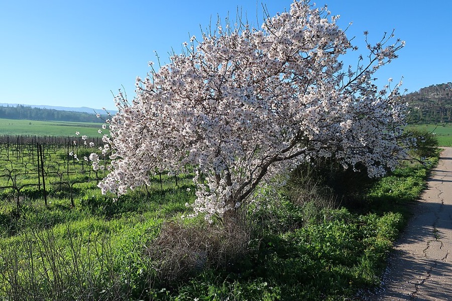 Fleur d'amandier