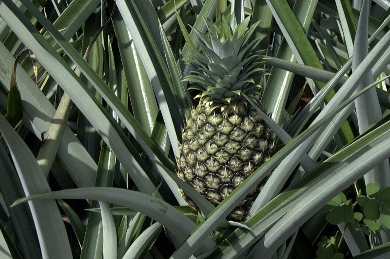 Tête : Ananas, Citron, Noix de coco