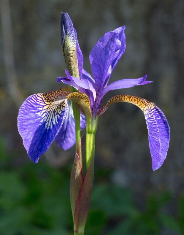 Cœur : Beurre d'iris