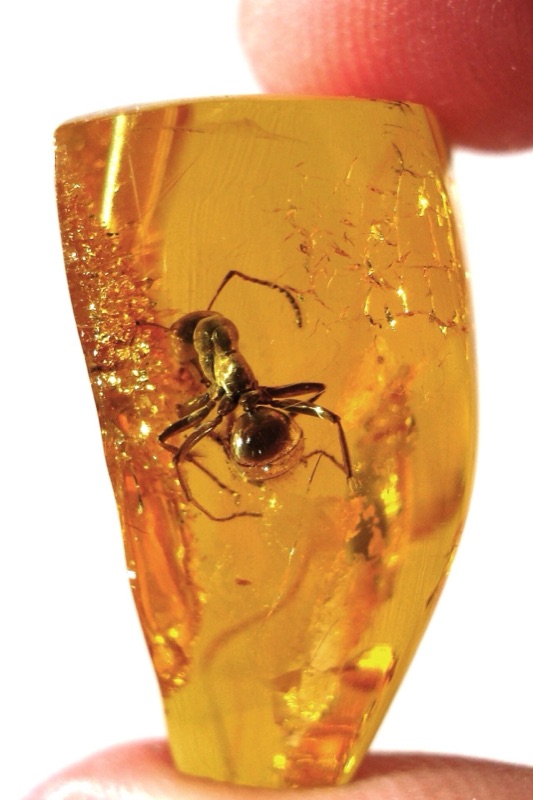 Fond : Bois d'ambre, Ambre