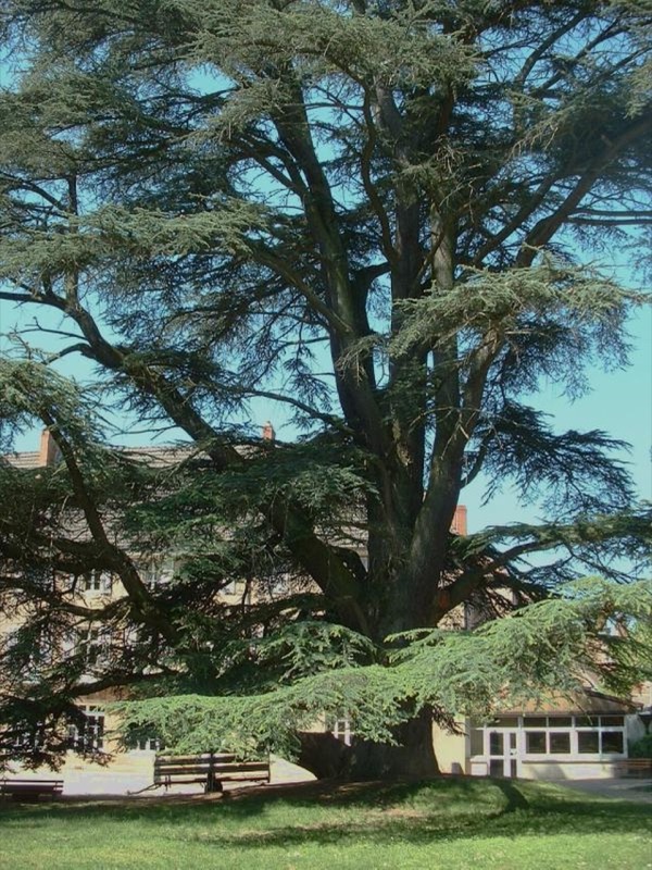 Cœur : Bois de cèdre, Encens