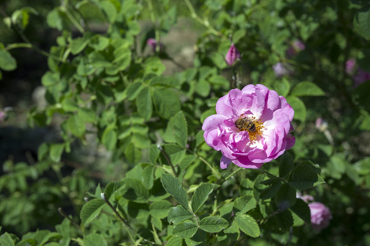 Cœur : Rose bulgare, Bois d'agar, Jasmin d'eau