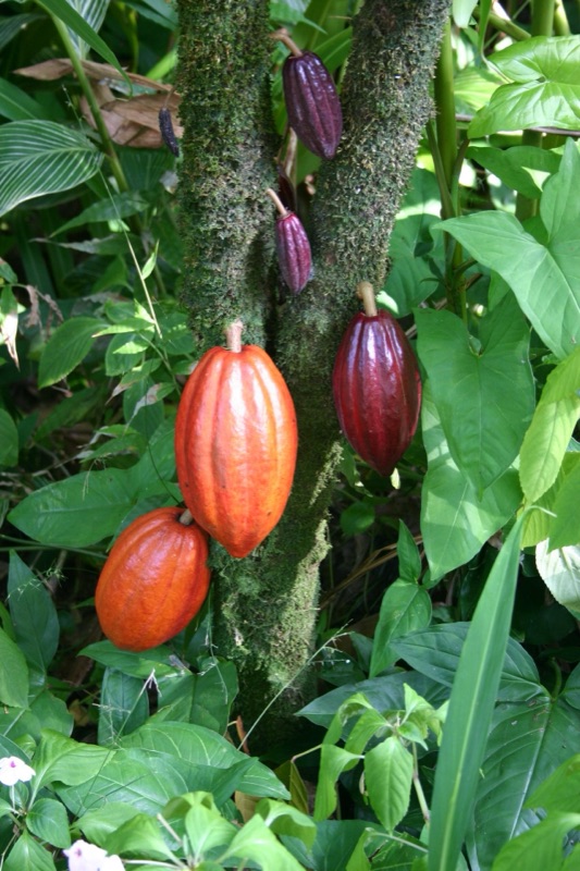 Cœur : Cacao, Noisette, Bois flotté