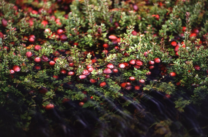 Cœur : Canneberge, Framboise, Fruit de la passion