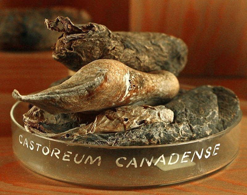 Fond : Castoréum, Cuir, Pêche