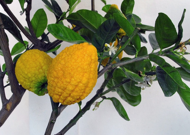 Tête : Cédrat, Cyprès, Muguet