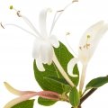 Cœur : Chèvrefeuille, Géranium