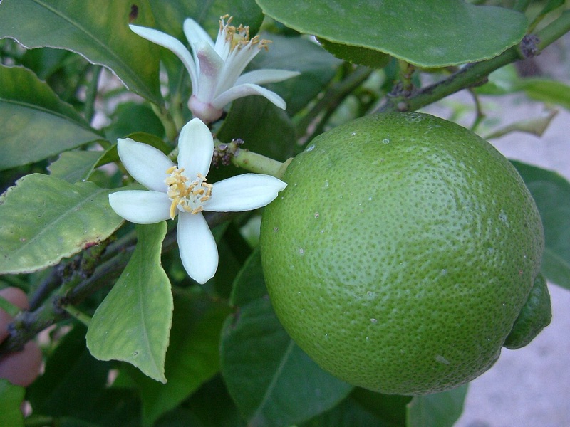 Tête : Citron vert, Menthe, Litchi