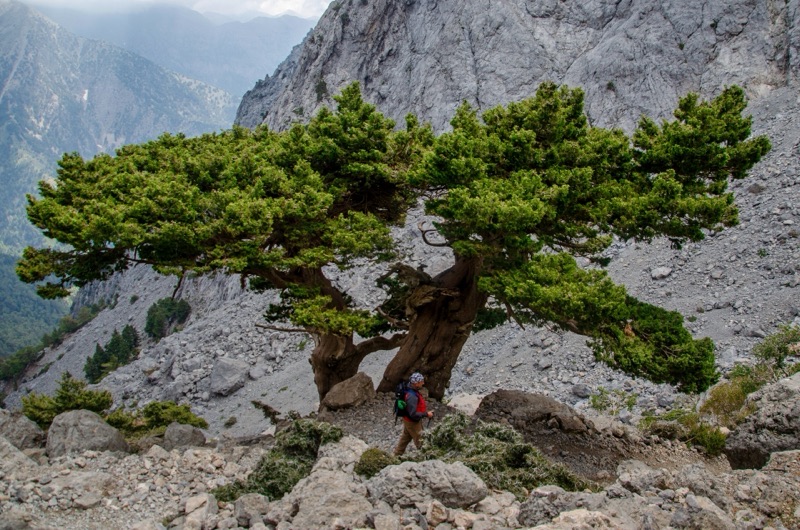 Tête : Cyprès, Davana