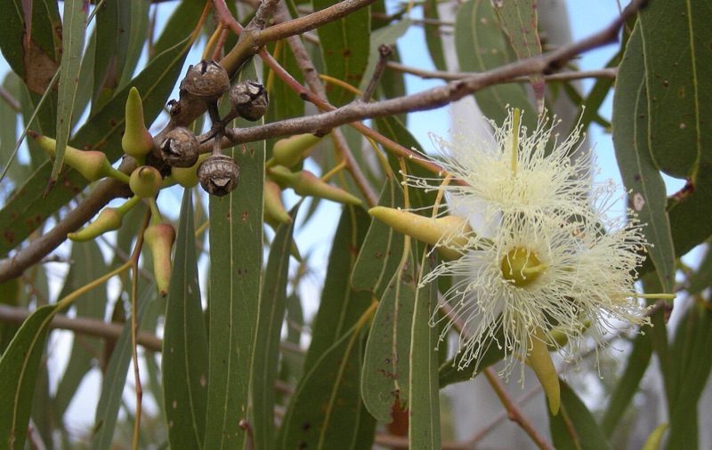 Cœur : Eucalyptus, Jasmin d'eau, Aromatique