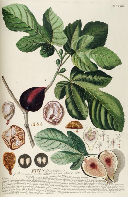Tête : Figue, Fraise des bois, Cassis