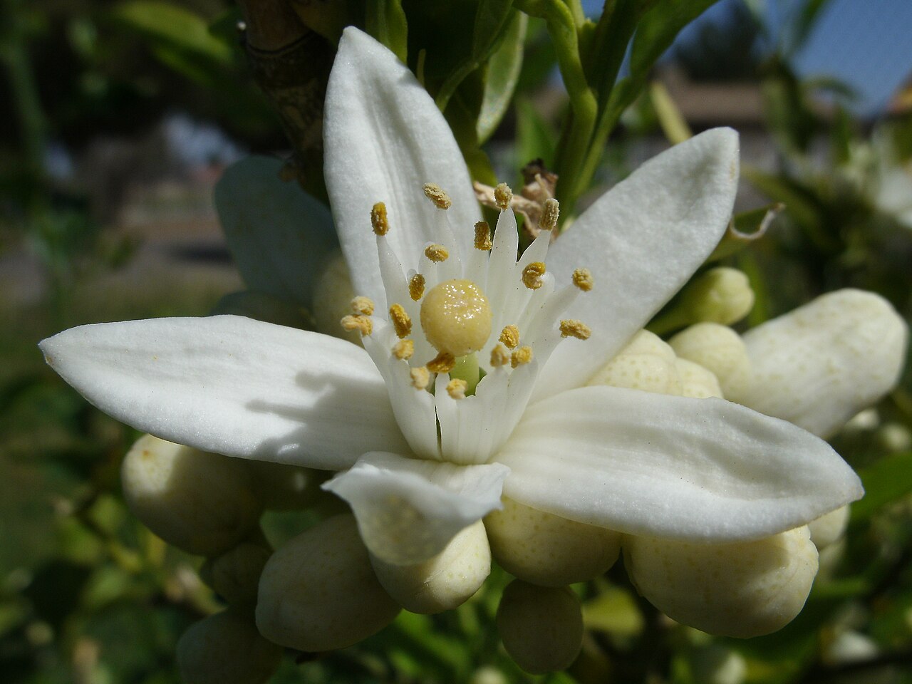 Fleur d'oranger