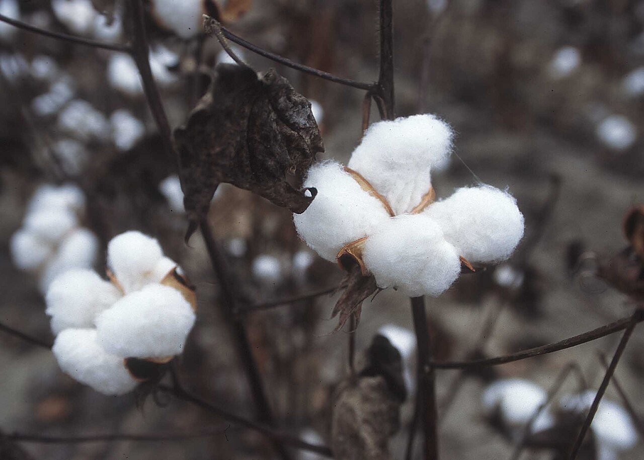 Fond : Fleur de coton, Daim, Amande