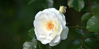 Cœur : Fleurs blanches, Feuilles vertes