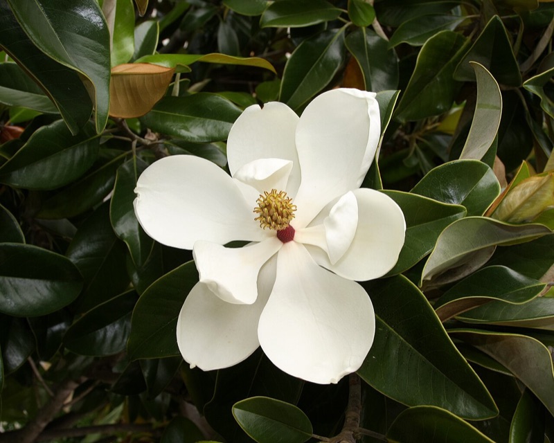 Tête : Floral, Fleur d'oranger, Iris