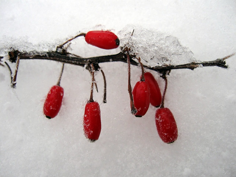 Tête : Fruits rouges, Mûre