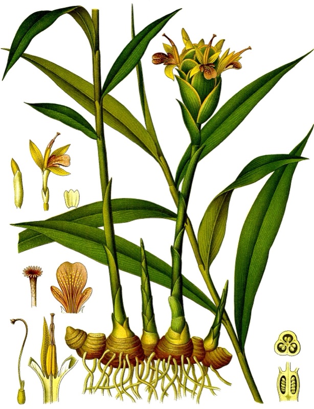 Tête : Gingembre, Cannelle, Poivre noir