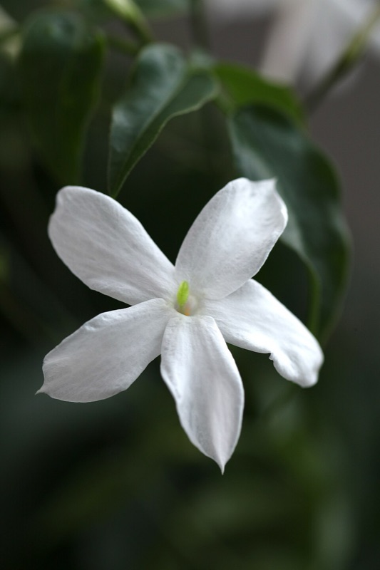 Cœur : Jasmin, Chèvrefeuille