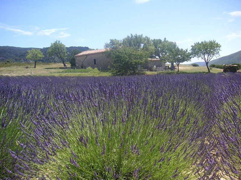 Cœur : Lavande, Fleur d'oranger, Romarin