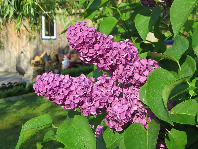 Tête : Lilas, Mûre, Violette