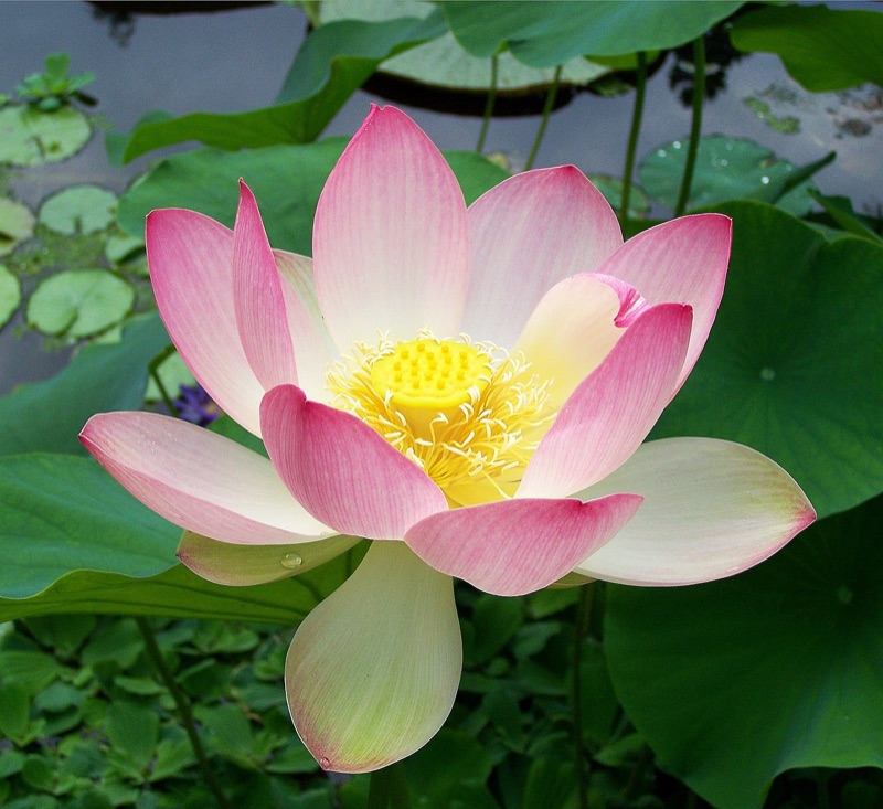 Cœur : Lotus, Bois de santal, Feuille de violette