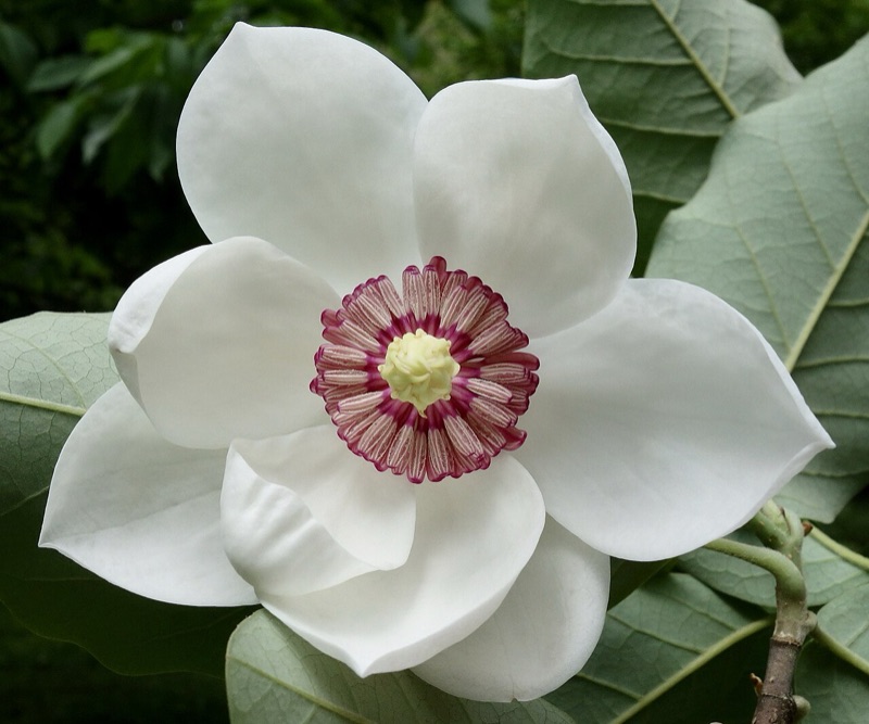 Fond : Magnolia