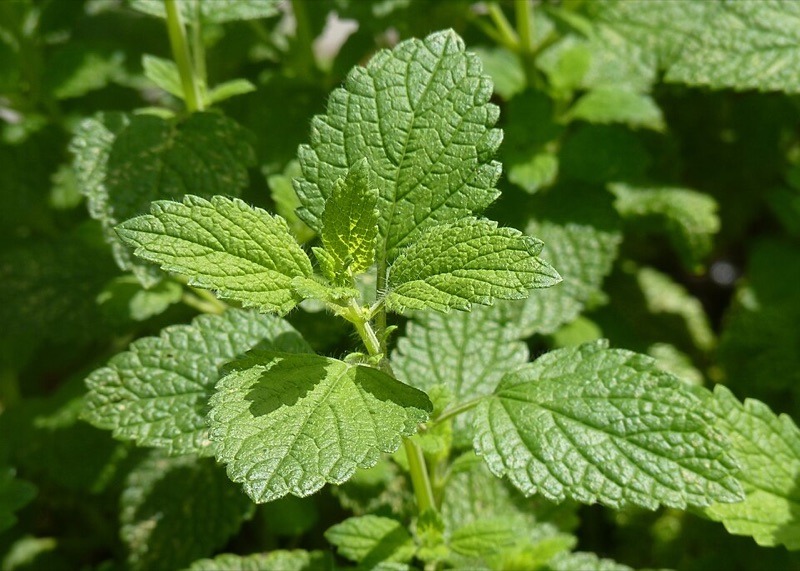 Cœur : Mélisse, Lavande, Jasmin
