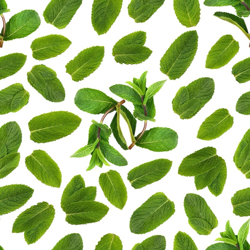 Menthe