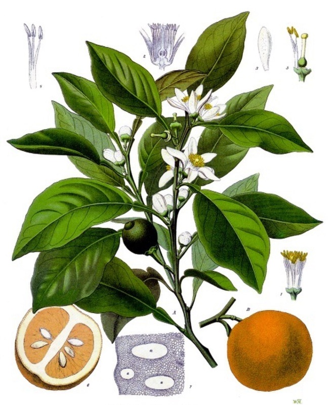 Cœur : Néroli, Ylang-ylang, Mimosa