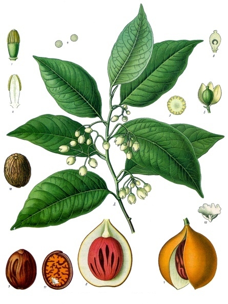 Tête : Noix de muscade, Bergamote, Yuzu