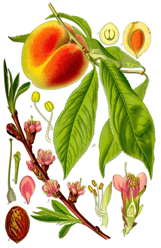 Cœur : Fleur de pêcher, Patchouli, Lavande