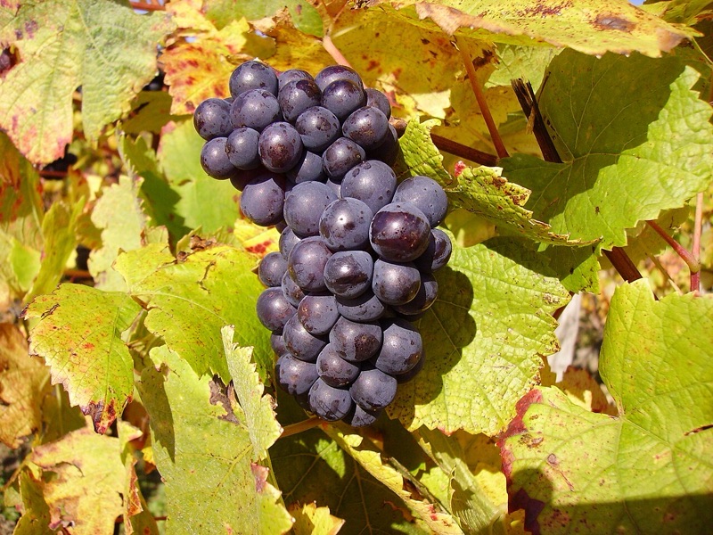 Cœur : Pinot noir, Miel