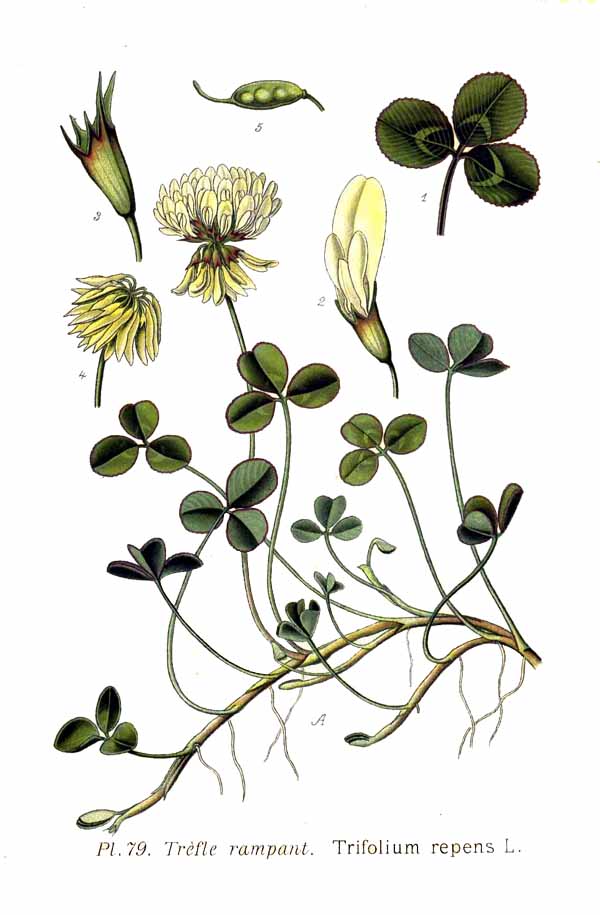 Tête : Trèfle, Fleur de tilleul, Jasmin