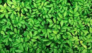 Cœur : Feuilles vertes, Fleurs blanches