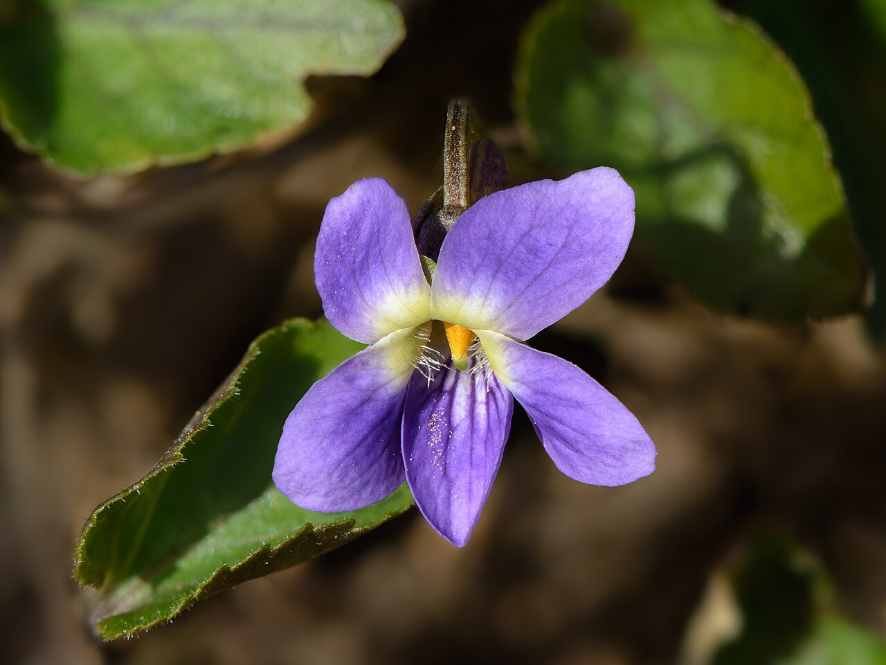 Violette