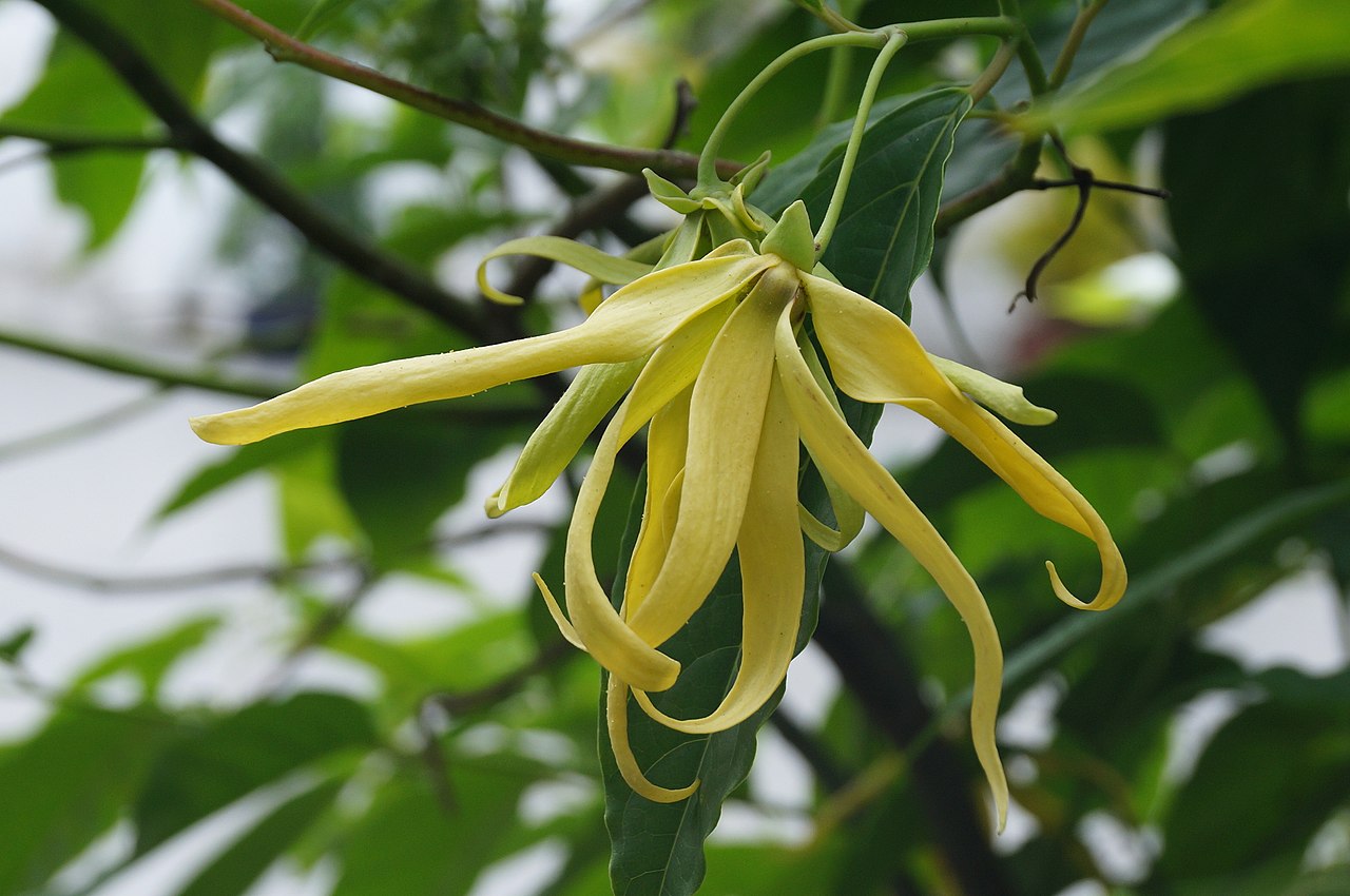Cœur : Ylang-ylang, Salé, Caramel