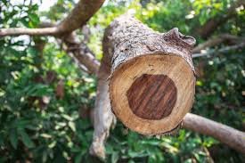 Bois de rose brésilien