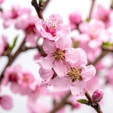 Peach Blossom