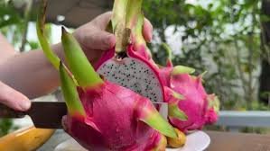 Pitahaya