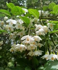 Styrax