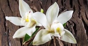 Vanilla Orchid