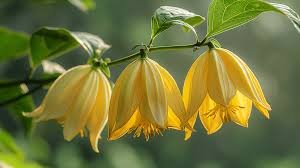 Ylang-Ylang