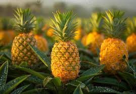 Ananas