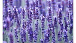 Lavande