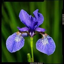 Iris