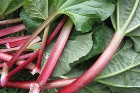 Rhubarbe